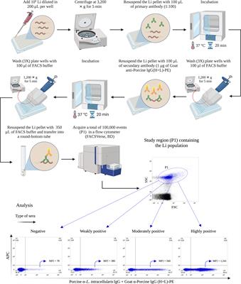 Development and validation of a flow cytometry antibody test for Lawsonia intracellularis